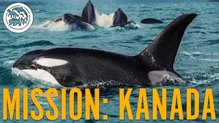 Unglaubliche Aufnahmen: Kanadische ORCAS & seltenes BubbleNet Feeding | Mission: Kanada