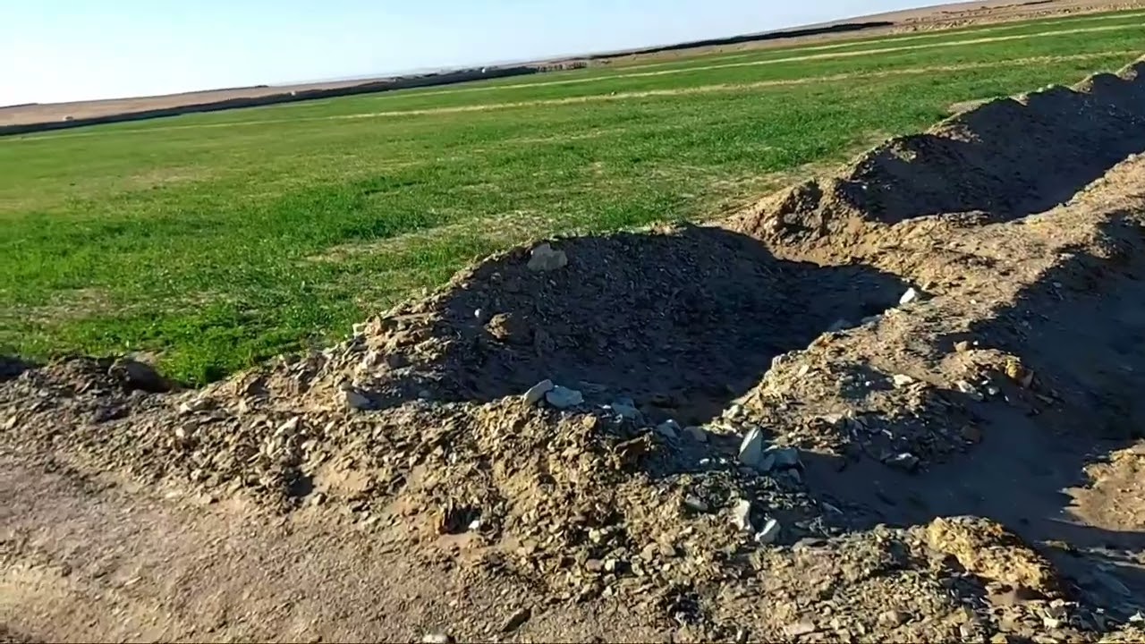 اول سنة زراعه فى شركة حلم الوادى