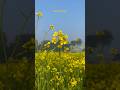 🌼💐👌 सरसों का फूल #trending #reels #sarson #phool #video #like #youtube #viralvideo #nature #india