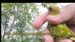 memikat serindit@turipos kg.segian bongawan dapat jackpot burung kuning#jebakgengster 28/9/23