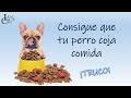 Cómo hacer para que tu PERRO se motive con COMIDA | LealCan Adiestramiento