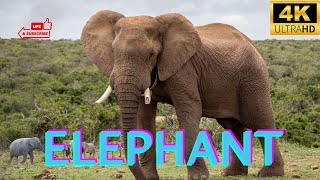 Elephant | Animals Simple Videos | Beauty of universe by What have in universe 64 views 7 months ago 6 minutes, 19 seconds