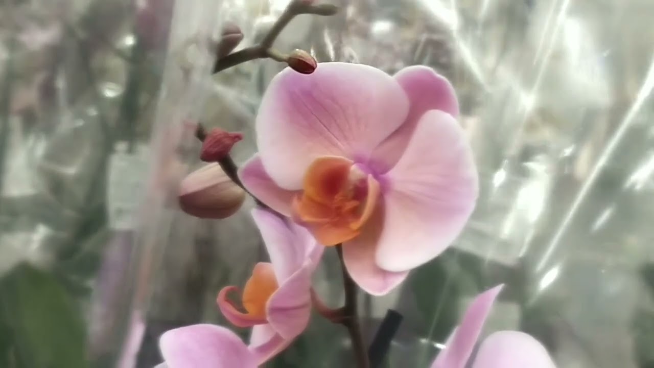 Растения в ЛЕМАНА про г.Ростов-на-Дону,ул.Доватора,158