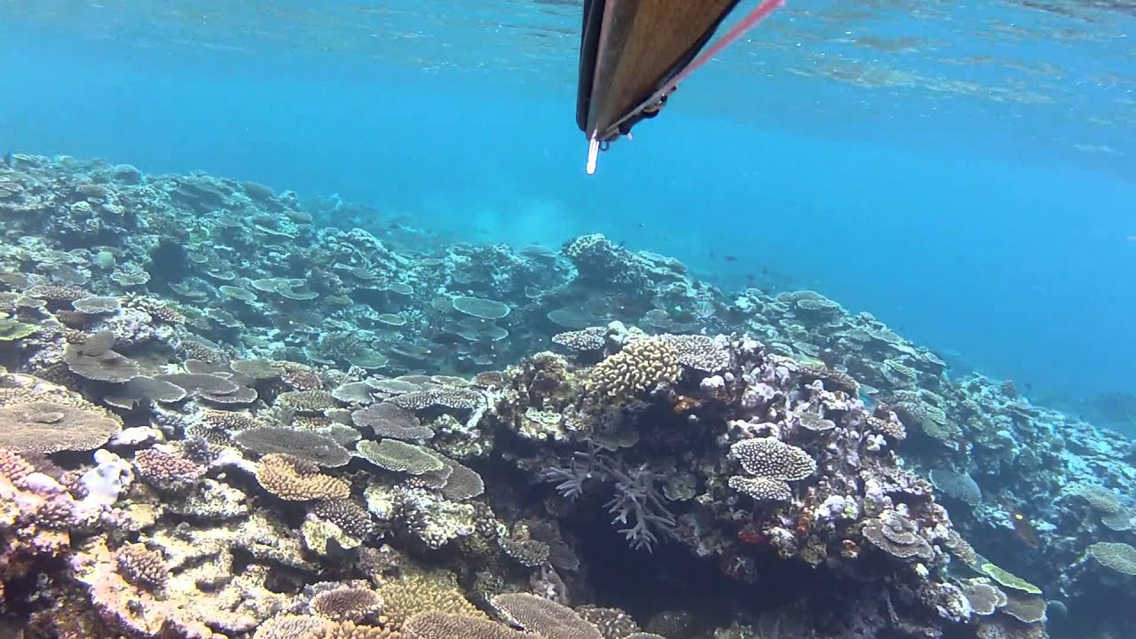 Edible Puffer Fish, Spearfishing in Okinawa Japan 1 YouTube