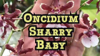 How to Bloom Oncidium Sharry Baby Orchid & Other Oncidium Orchid Care Tips