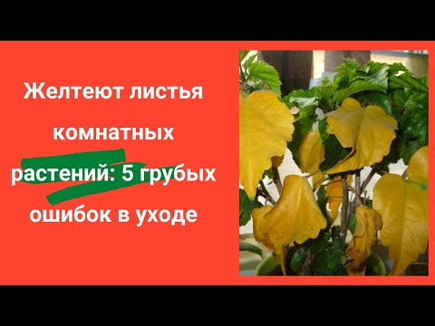 5 основных причин, почему желтеют листья комнатных растений