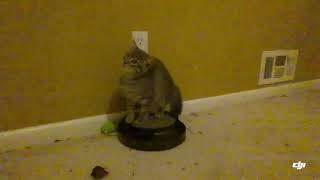 How To Torture Your, I Mean How To Train Your Kitten With A Drone.