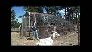 How To Use Cattle Panels For Barns, Greenhouses, or Bird Housing