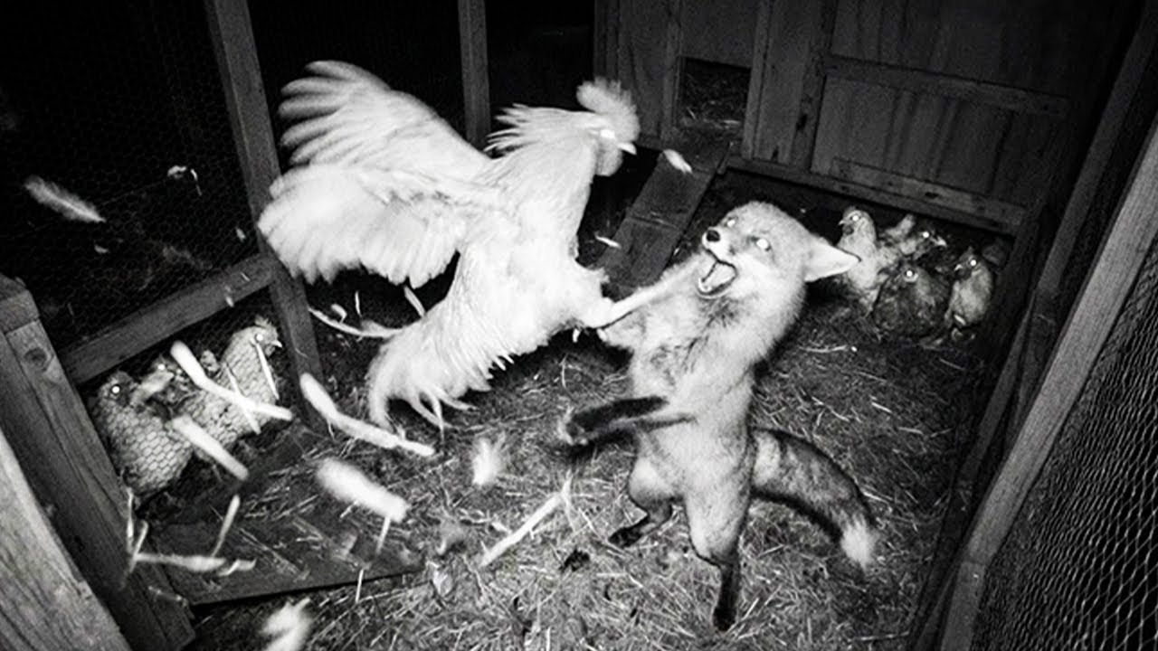 Когда Животные Связались Не с Тем Противником