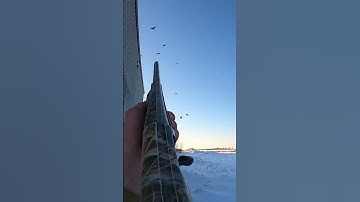 Slow mo of last video! #hunting #birdhunting #pigeonhunt