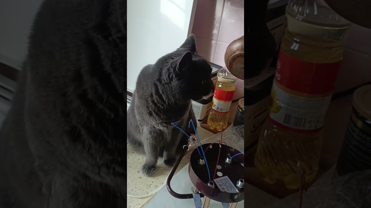 Кошечка Дарси помогает хозяину. 