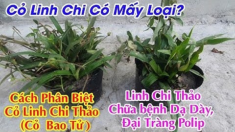 Cách phân biệt cây cỏ Linh Chi Thảo (cỏ Bao Tử) trị Đau Dạ Dày, Polip Đại Tràng, Polip Túi Mật