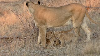 The New Mayanbula Cubs Revealed! | We follow Two lionesses Searching desperately for the Pride Ep106