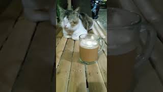 Download Lagu Kucing Ikut Ngopi Maszeh #kucing #cat #youtubeshorts MP3