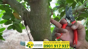 Cắt tỉa cành tạo tán cho mít thái chuẩn bị làm bông | SIÊU THỊ CÂY GIỐNG WELOFARM
