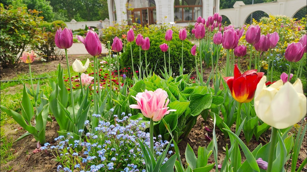 Пион pink luau. Раевский сад. Раевский село олонки. Заведующая садиком 3 с раевский. Паер питомник.