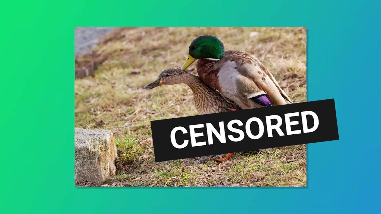 June 5 1995 The Curious Case Of Dead Duck Day Seriously Just Click This Is Absurdly Hilarious Youtube