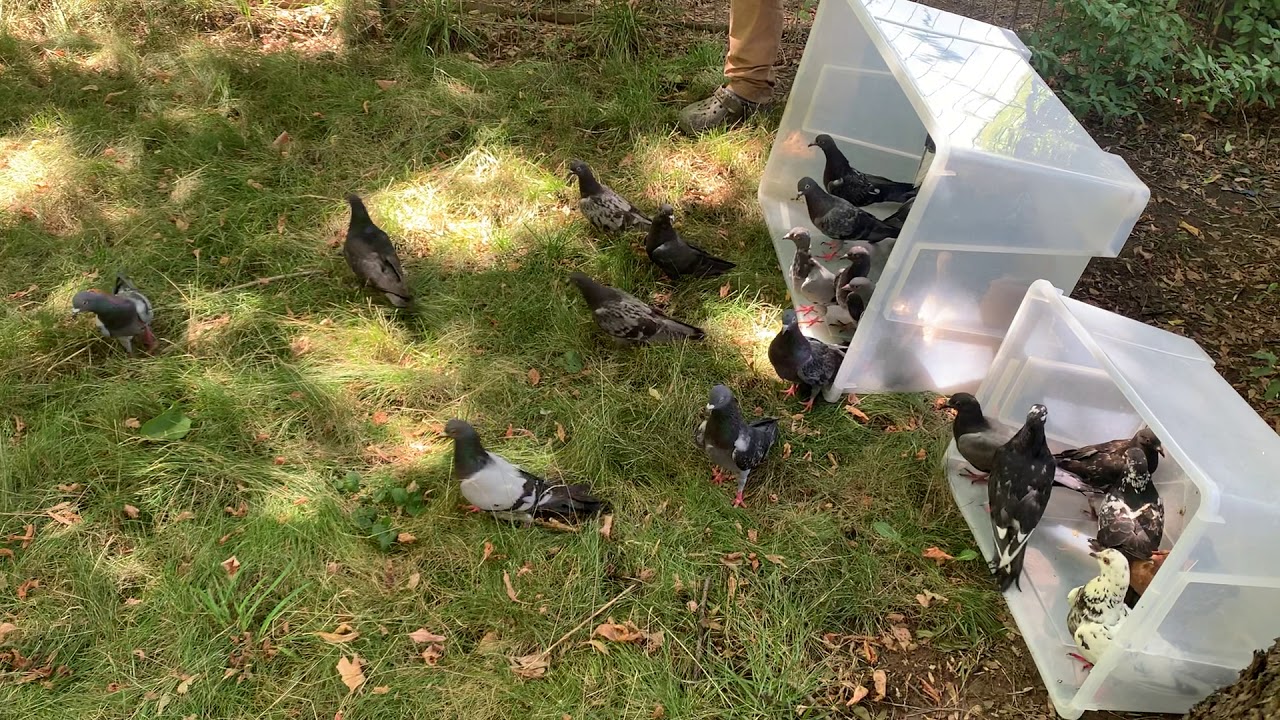 Rescued and treated pigeons release YouTube