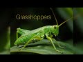 grasshoppers #thanakolapeththa#animals #nature