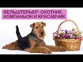 Вельштерьер - знакомство с породой.