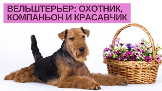 Вельштерьер - знакомство с породой. Вельштерьер - знакомство с породой.