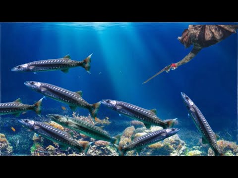 Life Threatening Moment While Hunting Huge Deadly Barracudas