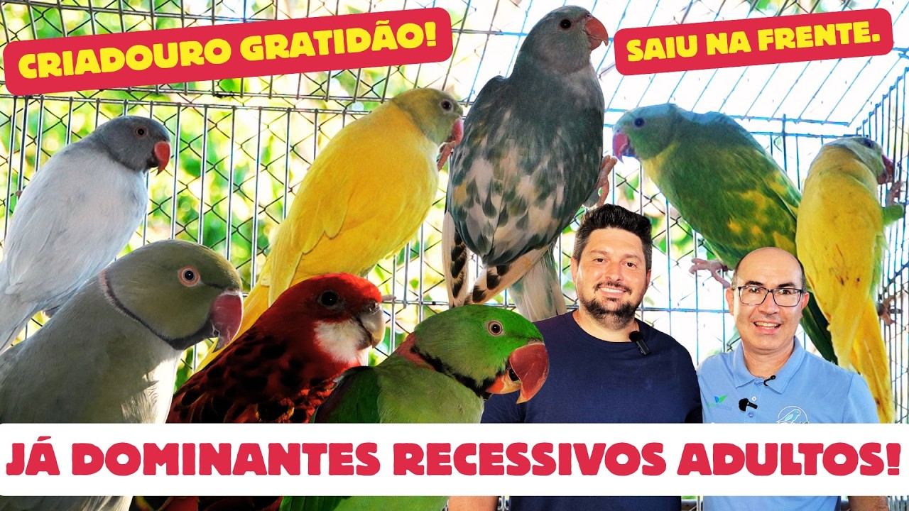 ALAN MAFFEI com VÁRIAS ESPÉCIES no MESMO ESPAÇO!! SUCESSO nos DOMINANTES RECESSIVOS!!