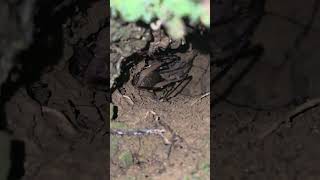 Giant Cave Weta NZ #grasshopper #crickets #nature #insects #interesting #bugs #wildlife #nz