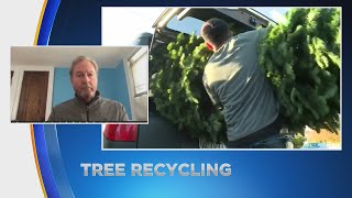 Benefits of recycling your Christmas tree