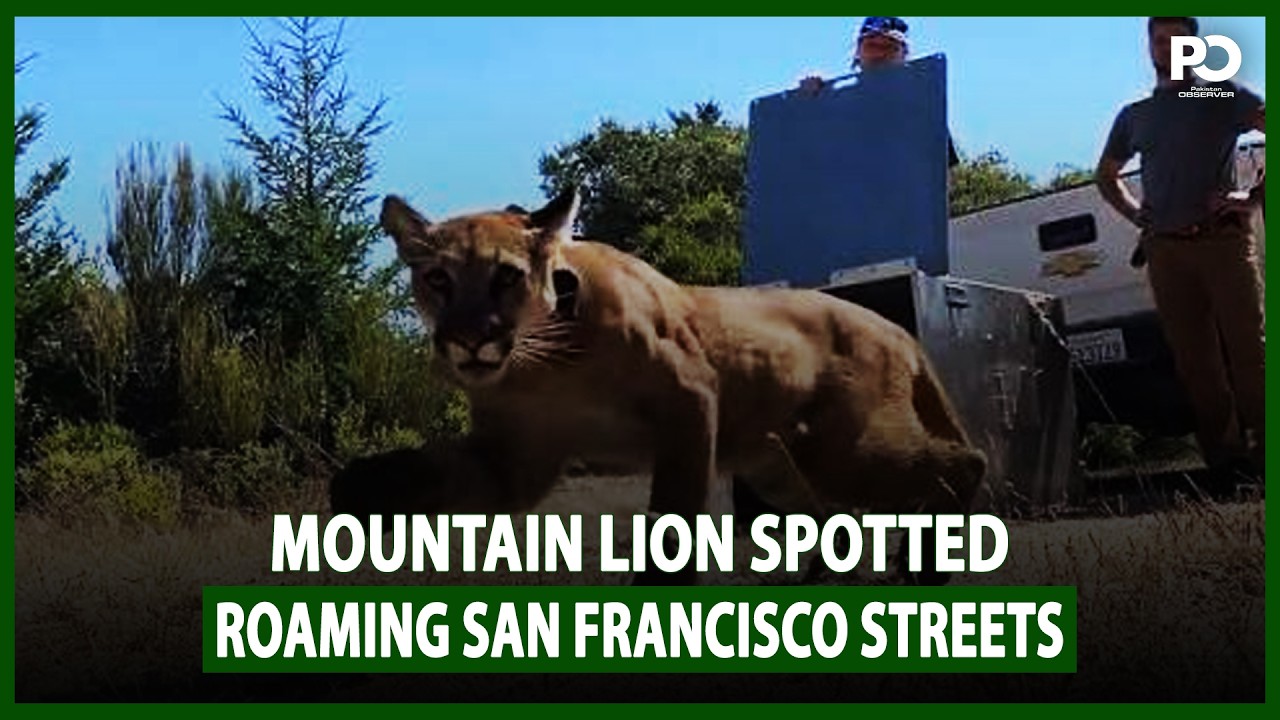 Mountain Lion Spotted Roaming San Francisco Streets | Pakistan Observer