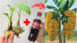 SUPER SPECIAL TECHNIQUE for propagating bananas with cocacola and aloe vera, super fast growth