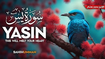 Surah Yaseen (سورة يس) - القارئ محمد هشام | Mohamed Hesham | وراحة نفسية | QURAN | Sahih Ummah
