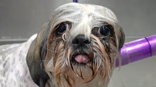 A very angry Shih Tzu attacks