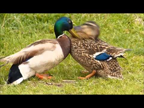 Aggressive male duck attacks hen to force mating, a struggle to escape ensues