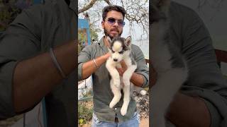 Siberian Husky Puppy Sale Low Price. #dog #pets
