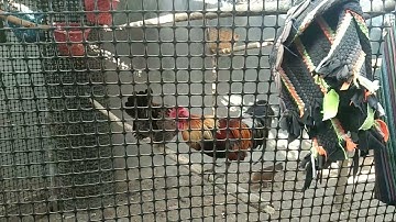 3 tug qaib dib tuaj zoo