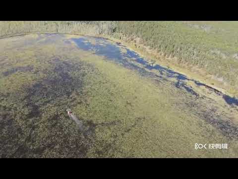 2020 Wild Rice Harvesting Saskatchewan Canada - YouTube