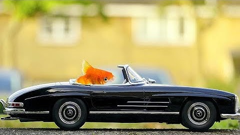 Israeli scientists have finally figured out a way to teach a fish how to drive. Yes, really.