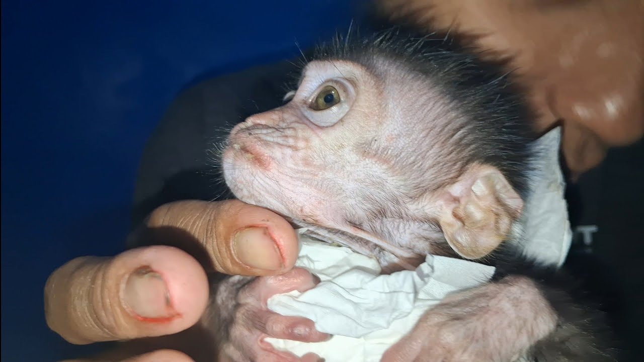 pampering a baby monkey who wants to sleep