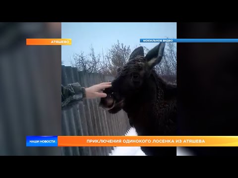 Приключения одинокого лосенка