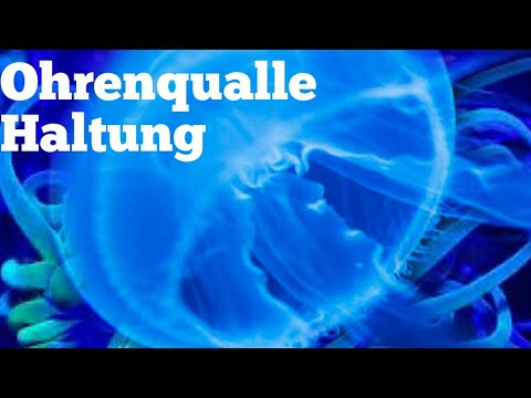 Ohrenquallen Haltung