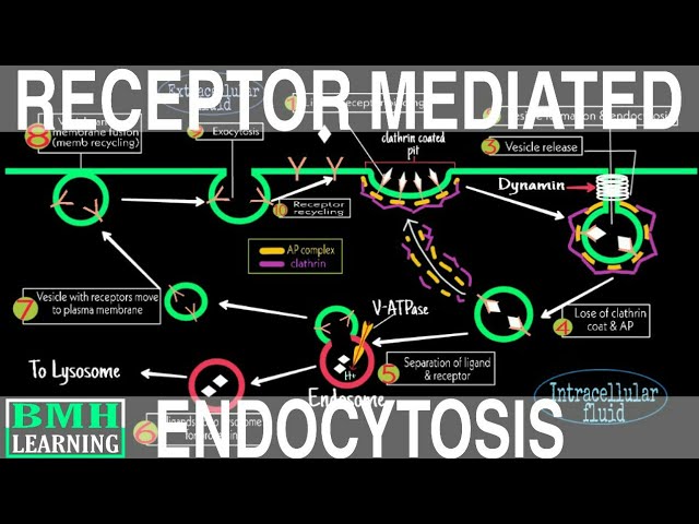 Receptor Mediated Endocytosis Animation Biology 2e, The Cell,