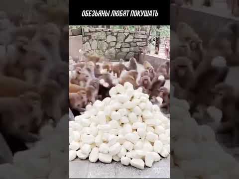 СКОЛЬКО ИХ ЗДЕСЬ #Shorts