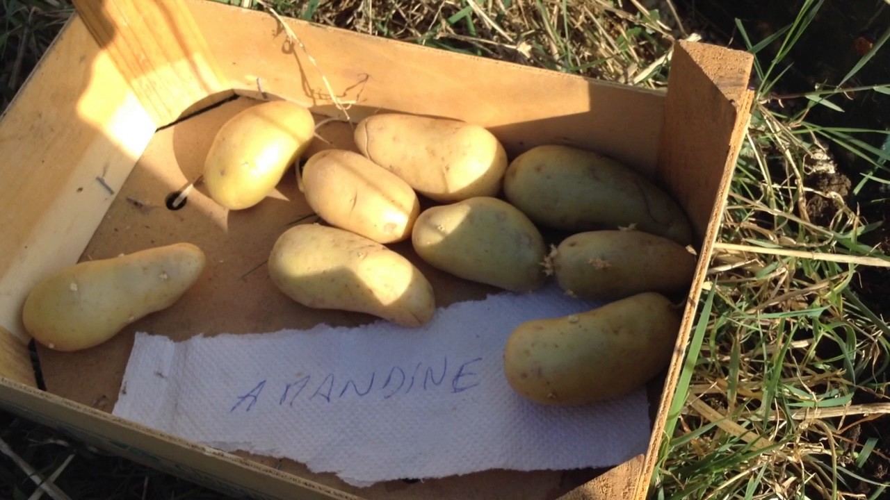 Planter les Pommes de Terre 1 Sans labour, sans effort pour améliorer son sol YouTube Planter les Pommes de Terre 1 Sans labour, sans effort pour améliorer son sol YouTube