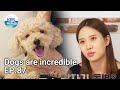 Dogs are incredible EP.87 | KBS WORLD TV 210804