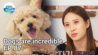 Dogs are incredible EP.87 | KBS WORLD TV 210804