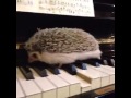 Free Jazz Hedgehog