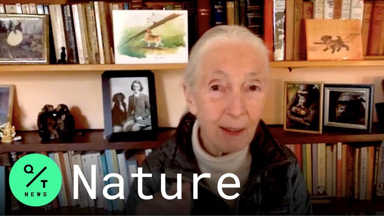 World Chimp Day: Jane Goodall Is 'Terrified' Covid-19 Will Hit African Chimpanzees