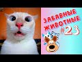 Приколы с Животными #23 / Смешные Животные / Приколы 2020 / Приколы про Животных / Лучшие Приколы