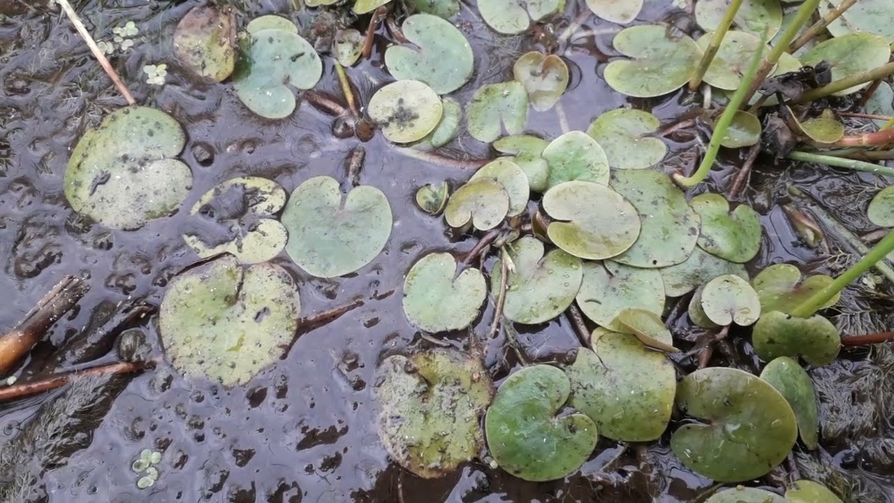 Kikkerbeet - Hydrocharis morsus-ranae